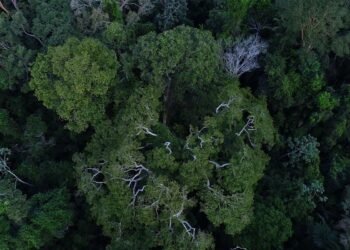 Previdência e BNDES querem incluir ESG na gestão de fundos de pensão