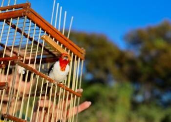 CETAS: do resgate à reabilitação, o caminho de volta à natureza | SECOM