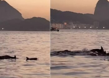 Golfinhos encantam banhistas no Rio e indicam boas condições de praia