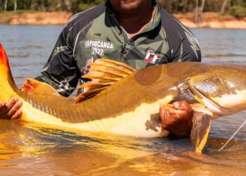 COP15 aprova maior proteção de bagres gigantes da Amazônia e ariranhas