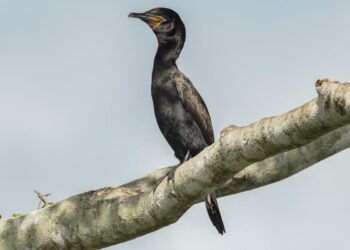 Atlas lançado na COP15 mostra rotas migratórias de aves vulneráveis