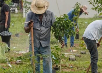 BB vai compensar emissões da COP15 no Brasil