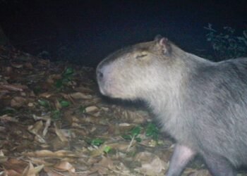 Capivara é agredida na zona norte do Rio e autores são presos
