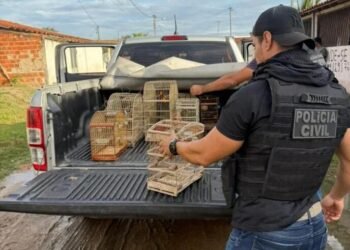 PC baiana resgata aves silvestres vítimas de maus-tratos