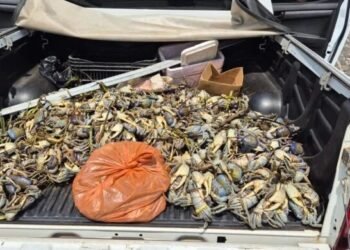 PM apreende centenas de animais silvestres durante operação de defeso na Bahia