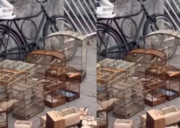 Policia resgata dezenas de aves silvestres no interior baiano; suspeito foi detido