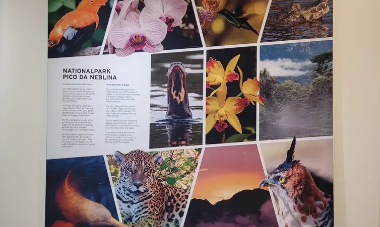 Parque Nacional da Floresta Negra da Alemanha/Divulgação FOTO DE ARQUIVO - Exposição do Pico da Neblina. Foto: Parque Nacional da Floresta Negra da Alemanha/Divulgação