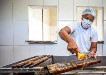 Morpará ganha unidade de mel e classificadora de ovos para fortalecer agricultura familiar | SECOM