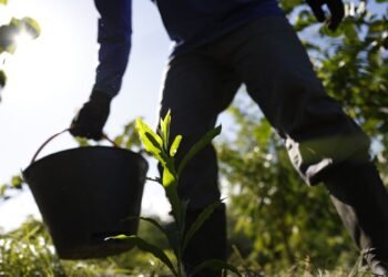 Governo apresenta plano para desenvolver bioeconomia no país