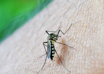 OMS: dengue é indicador da relação mudanças climáticas e arboviroses
