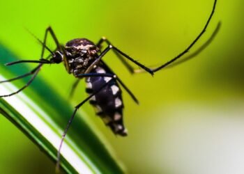 Casos de dengue no Brasil caem 75% em 2026