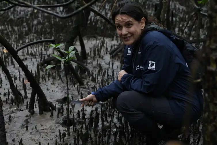 Fernando Frazão/Agência Brasil Paranaguá (PR), 18/05/2026 – A pesquisadora Cassiana Metri, do Programa de Recuperação da Biodiversidade Marinha (Rebimar), faz monitoramento do manguezal na Baía de Paranaguá, área da Grande Reserva da Mata Atlêntica. Foto: Fernando Frazão/Agência Brasil