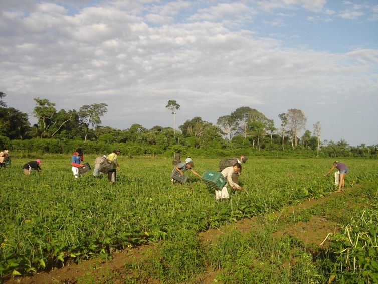 Agricultores familiares fazem colheita manual de feijão-caupi