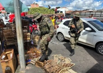 PM resgata 65 animais silvestres e detém 5 suspeitos em cidades baianas