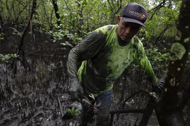 Fernando Frazão/Agência Brasil Paranaguá (PR), 18/05/2026 – O pescador Antônio Souza captura caranguejos-uçá (Ucides cordatus) no manguezal da Baía de Paranaguá, área monitorada pelo Programa de Recuperação da Biodiversidade Marinha (Rebimar). Foto: Fernando Frazão/Agência Brasil
