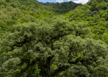 Desmatamento da Mata Atlântica tem queda de 28% em um ano