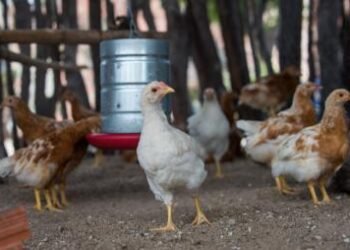 Governo da Bahia abre seleção de 50 organizações da agricultura familiar para fortalecer a produção de ovos caipiras | SECOM